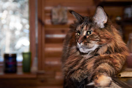 Cat maine coon portrait. Portrait front view, copy spaceの写真素材