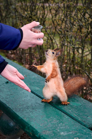 Squirrel reaches for the nut in the mans hands on a park bench. Red Squirrel stands on its hind...