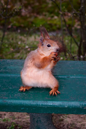Squirrel with a nut in its paws sits on park benchの写真素材