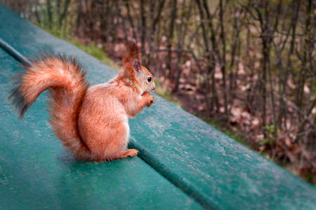 Squirrel with a nut in its paws sits on park benchの写真素材
