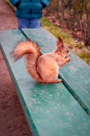 Squirrel with a nut in its paws sits on park benchの写真素材