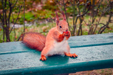 Squirrel with a nut in its paws sits on park benchの写真素材