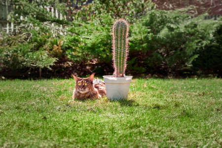 Big cat and a cactus on a sunny lawn.の写真素材