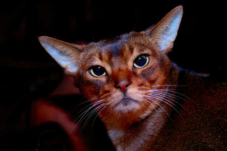 Abyssinian cat front portrait on dark backgroundの写真素材