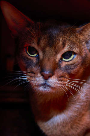 Abyssinian cat studio front close up portrait on dark background.の写真素材