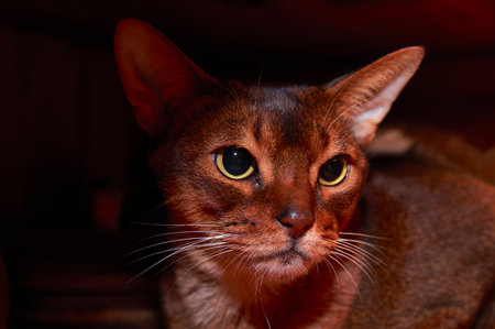 Abyssinian cat studio front close up portrait on dark background.の写真素材