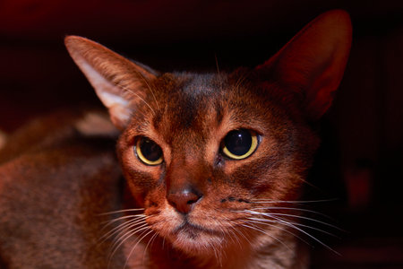 Rugby male Abyssinian cat. Close-up portrait of a cat.の写真素材