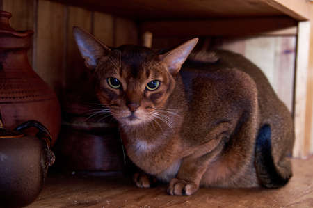 Rugby male Abyssinian cat. Close-up portrait of a cat.の写真素材
