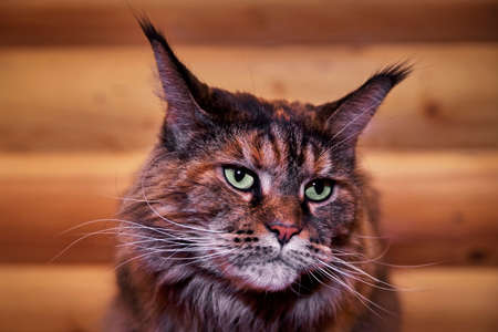Portrait thoughtful Maine Coon cat on the background of wooden log wallの写真素材
