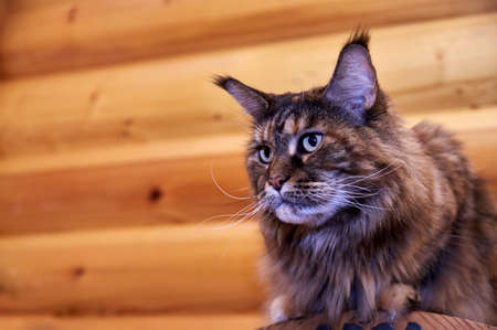 Portrait thoughtful Maine Coon cat on the background of wooden log wall. Copy space.の写真素材