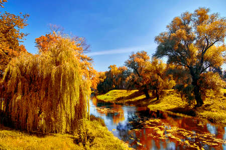 Magnificent autumn landscape by the river. Weeping willows over the river on a sunny autumn day with yellow foliage. Pacification.の写真素材
