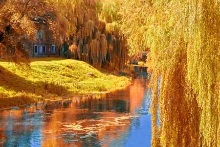 Magnificent autumn landscape by the river. Weeping willows over the river on a sunny autumn day with yellow foliage. Pacification.の写真素材