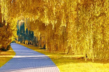 Alley with a path made of paving stones in a sunny autumn park between willow and thuja treesの写真素材