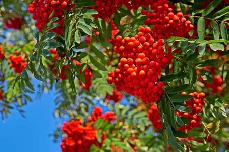 Clusters of rowan berries on the branches, against the background of a blue sunny sky.の写真素材