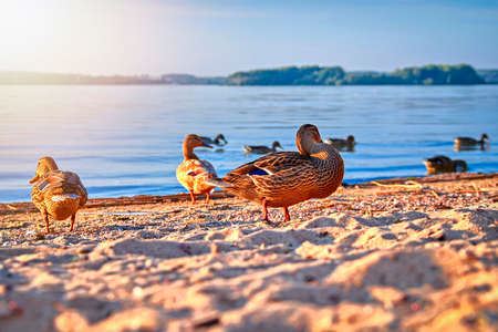 Ducks on the lake shore, sunny summer evening.の写真素材