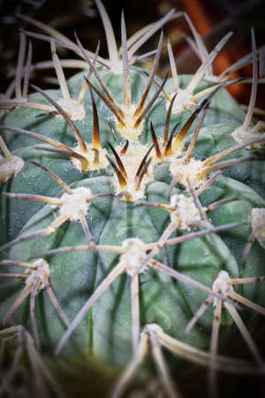Cactus close-up. Powerful needles of red and brown color.の写真素材