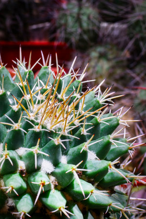 Mamilaria cactus close-up in the home greenhouse.の写真素材