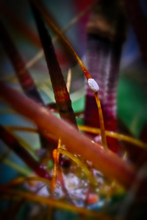 Plant pests are mealyworms on the cactus needle. Macro. Mealybug on the cactus close-up.の写真素材