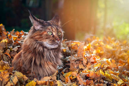 Fluffy cat Maine Coon sits on pile of fallen leaves in the autumn park. Sunny warm light.の写真素材