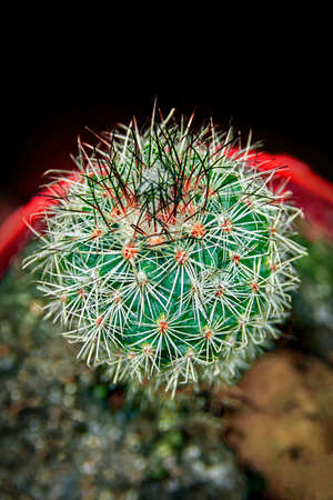 Tubinocactus cactus top view on dark background, close-up. Top view photo fresh green cactus in pot, decoration outside flower with black background.の写真素材