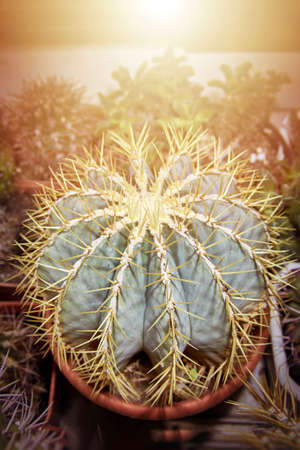 Ferocactus cactus in pot under the bright warm orange rays of the sunの写真素材