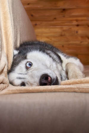 Crazy face dog playing in blanket on the sofa. The husky dog is twisting his bulging eyes lying on the couchの写真素材