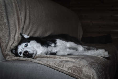 Husky dog lies on the couch at night with his eyes open in the darkの写真素材