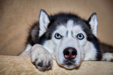 Thoughtful husky dog is lying on the couch. Sad smart dog with blue eyes, close-up portraitの写真素材