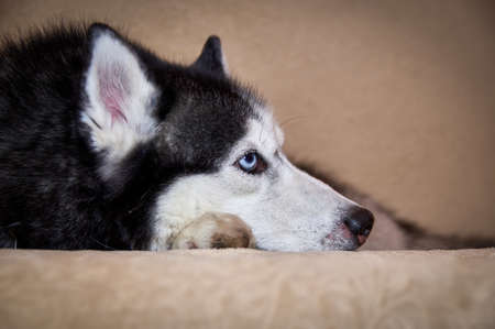 Cute husky dog is lying on the couch. Gorgeous smart dog with blue eyes, close-up portrait and looks away.の写真素材