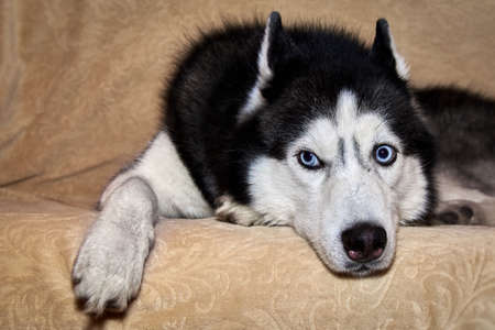 Husky lies on the sofa and looks away. Portrait of gorgeous Siberian Husky dog. Husky with beautiful blue eyesの写真素材