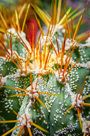 Astrophytum cactus top view, close-up. Top view photo fresh green cactus in pot, macroの写真素材