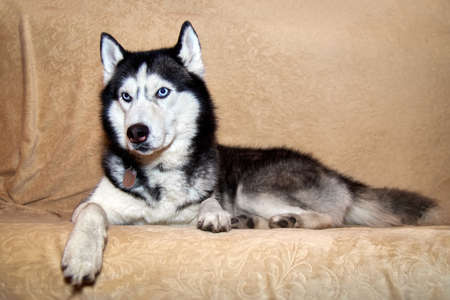 Husky lies on the sofa and looks away. Portrait of gorgeous Siberian Husky dog. Husky with beautiful blue eyesの写真素材
