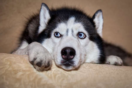 Siberian husky dog is lying on the bed. Husky dog puts his head between his paws and looks away. Portrait husky with blue eyes, front view. Close-upの写真素材