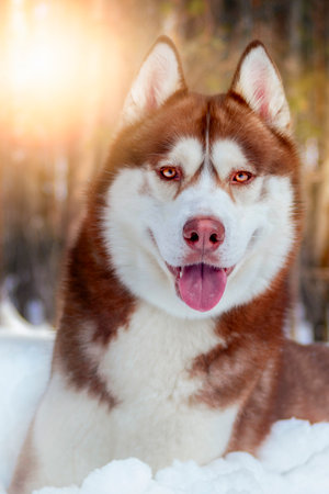 Adorable siberian husky dog breed in evening, in winter sunny forest. Red husky dog portraitの写真素材