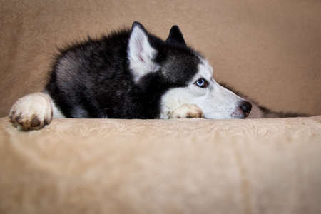 Cute husky dog is lying on the couch. Gorgeous smart dog with blue eyes, close-up portrait and looks away.の写真素材