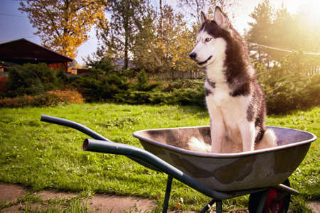 Siberian husky dog sits in garden wheelbarrow in the garden and smilesの写真素材