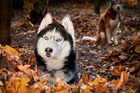 Portrait Siberian husky dog in autumn sunny forest.の写真素材