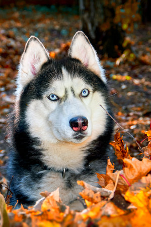 Portrait Siberian husky dog in autumn sunny forest.