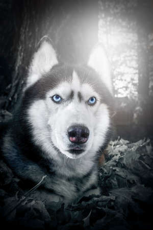 Mysterious mystical portrait of a dog with steel blue eyes in the night forest. White rays