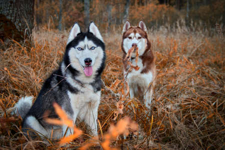 Siberian husky dogs on walk in autumn park.