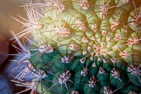 Apex of the cactus in the rays of sunlight. Top view of the prickly cactus.