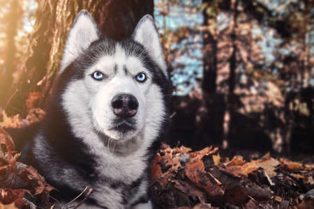 Portrait beautiful Siberian husky dog in sunny autumn forest. Husky dog lies in the fallen leaves.