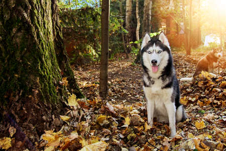 Husky dog in the autumn sunny park. Siberian husky dog stuck out tongue, smiling, friendly.の写真素材