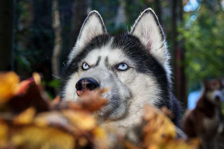 Funny siberian Husky lying in the yellow leaves. Yellow autumn leaves. Dog on the background of nature.の写真素材