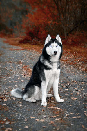 Siberian husky dog with blue eyes sits on a path in an autumn park and looks carefully ahead.の写真素材