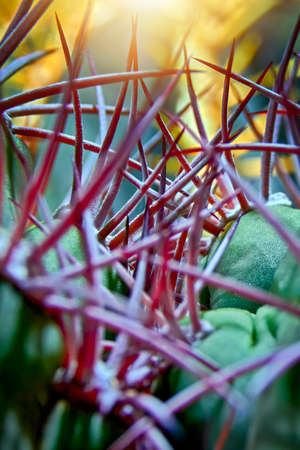 Thick thickets of spines of cacti in the rays of the sun close-up. Selective focus.の写真素材