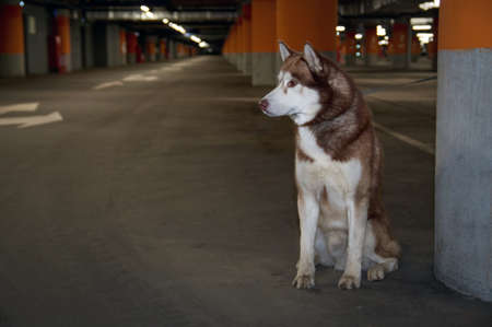 Lost abandoned husky dog. Sad siberian husky dog is sitting alone in the parking. Copy space.の写真素材
