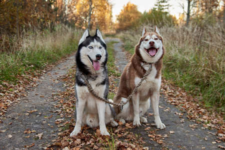 Siberian husky dogs on walk in autumn sunny parkの写真素材