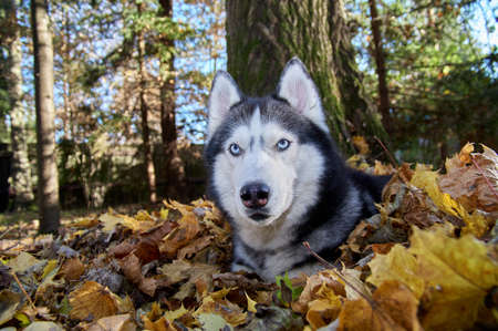 Portrait beautiful Siberian husky dog in sunny autumn forest. Husky dog lies in the fallen leaves. Close up, front view.の写真素材