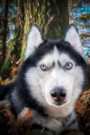 Portrait beautiful Siberian husky dog in sunny autumn forest. Husky dog lies in the fallen leaves. Close up, front view, copy space.の写真素材